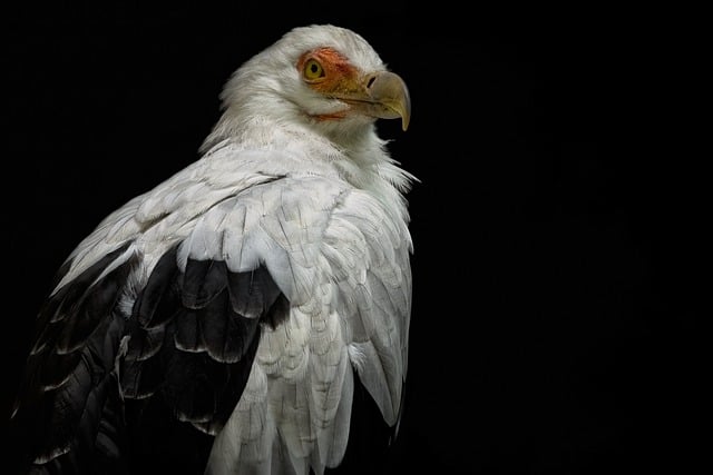 Co to jest rybi szkielet? Co to jest rybi szkielet?